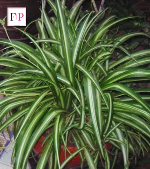 spider plant chlorophytum comosum leaves close up