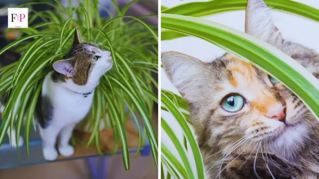 Are Spider Plants Toxic to Cats