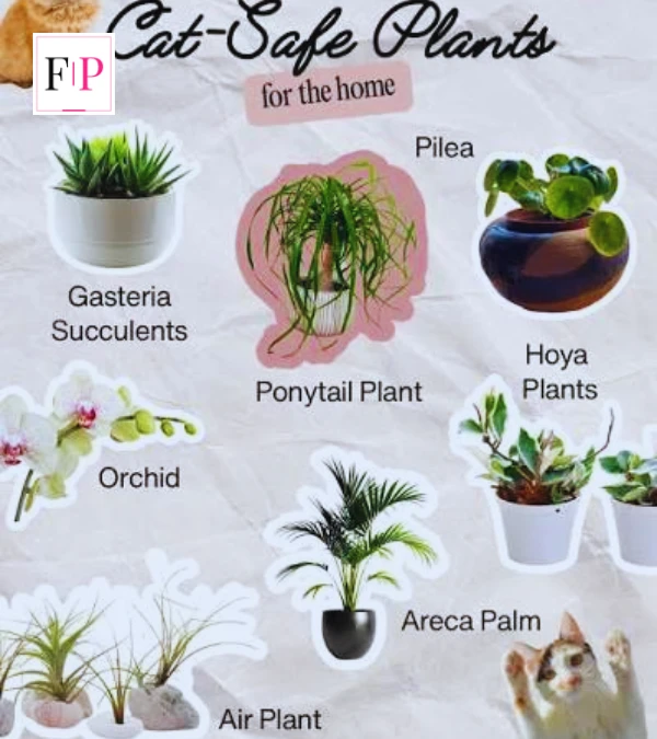 toxic vs non-toxic houseplants for cats comparison chart