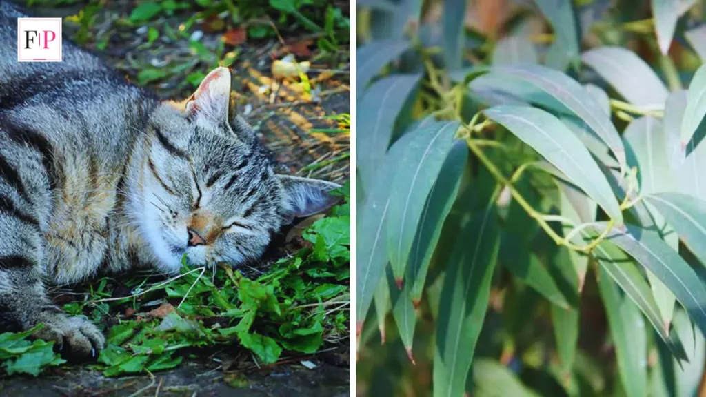 Is Eucalyptus Safe for Cats? 7 Facts Owners Must Know Is Eucalyptus Safe for Cats