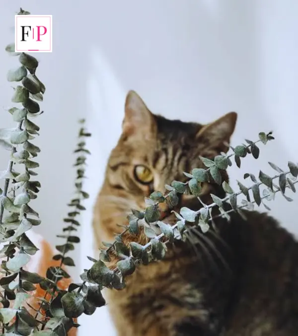 Is Eucalyptus Safe for Cats? 7 Facts Owners Must Know Is Eucalyptus Safe for Cats