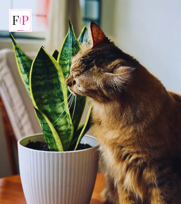 Are Snake Plants Toxic to Cats? 7 Vital Owner Facts Are Snake Plants Toxic to Cats