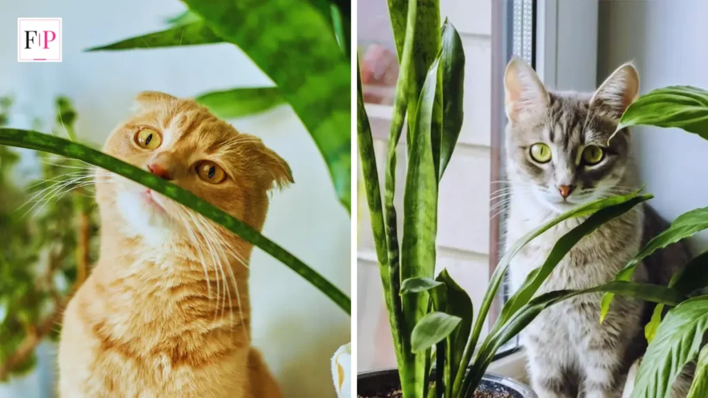 Are Snake Plants Toxic to Cats? 7 Vital Owner Facts Are Snake Plants Toxic to Cats