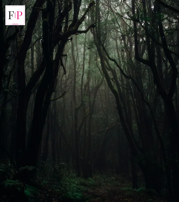 Celebrity Traitors Episode 6: Date, Time and Preview Tall trees fading into mist in a dark forest — the eerie mood of celebrity traitors episode 6