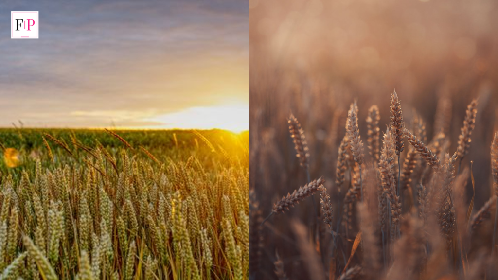 Golden wheat fields at sunset — East of Eden Netflix