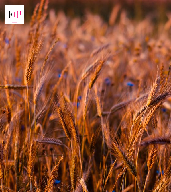 Wheat ears glowing at golden hour — East of Eden Netflix setting