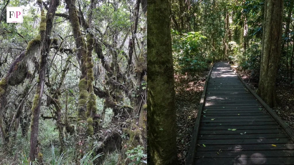 I’m a Celebrity 2026: Start Date, Format and How to Watch Dense Australian rainforest and a boardwalk through the jungle — the camp setting of im a celebrity 2026