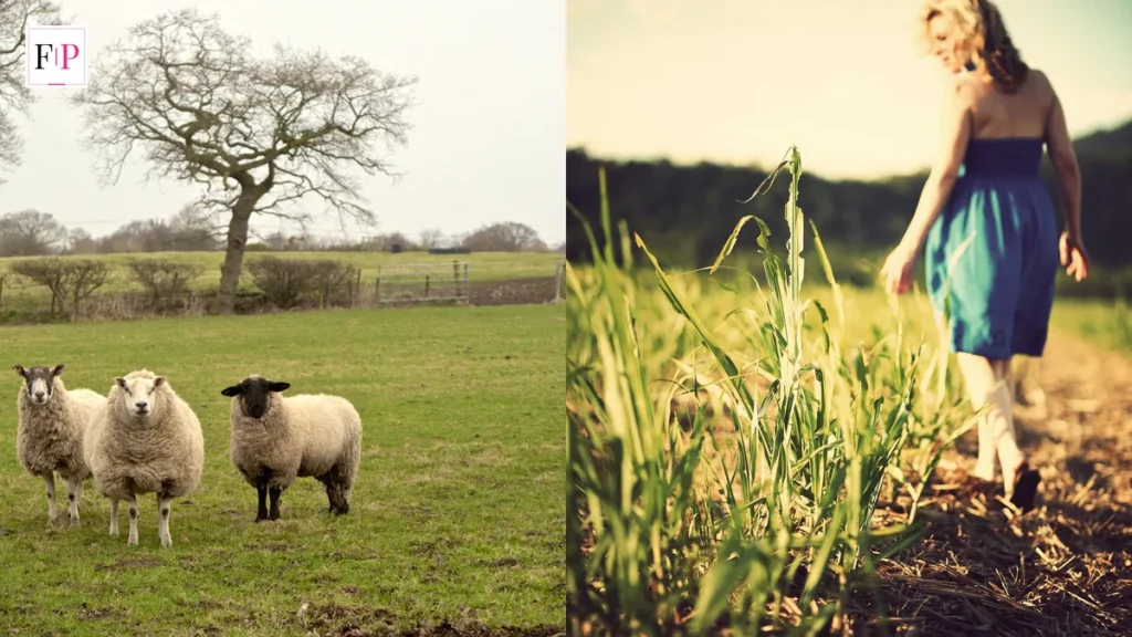 Walkers on a countryside path through fields — the free, sustainable heart of walking for weight loss